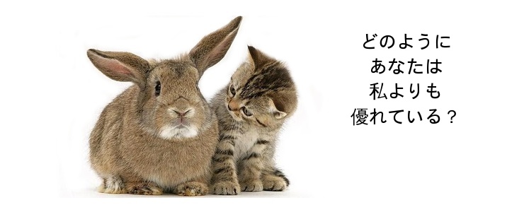 kočka s králíkem, v čem jsi lepší než já?